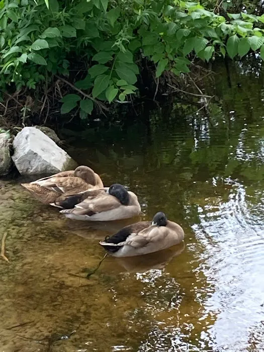 Aree Pond, LLC 7