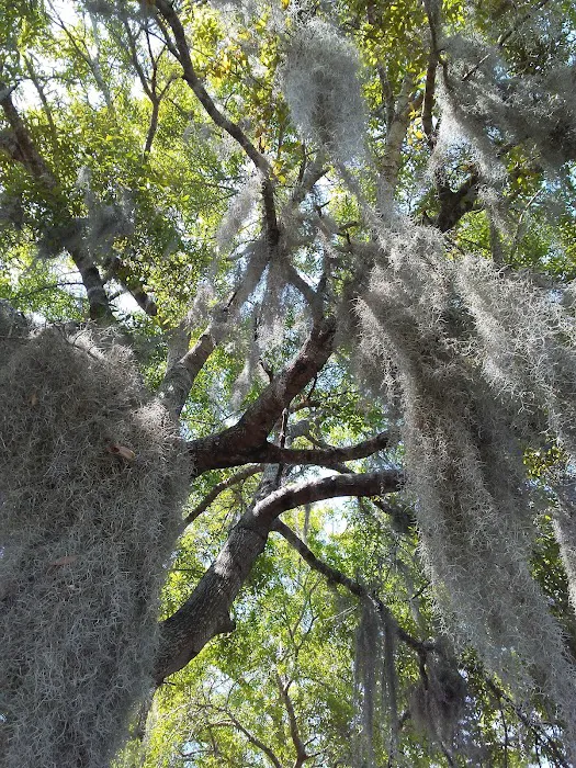 Okefenokee RV Park 9