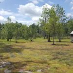 Whispering Pines RV Park and Campground