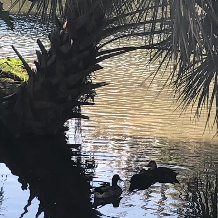 Ocala RV Camp Resort 7