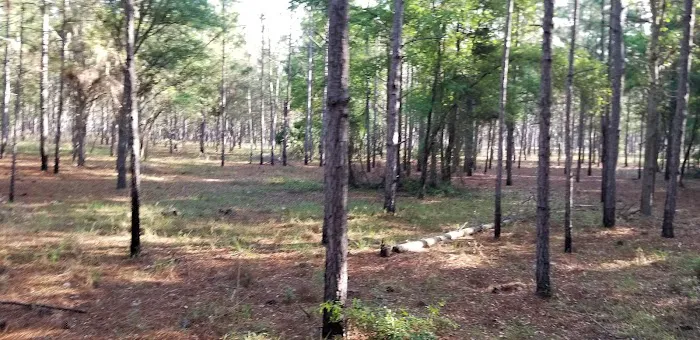 Bearhead Hammock Recreational Area 8