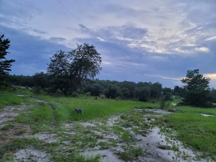 The Alencar Ranch 2