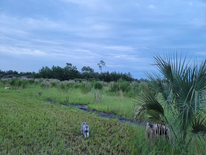 The Alencar Ranch 9