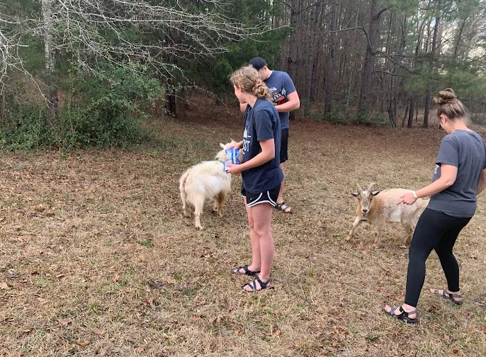 Goat Camp 1
