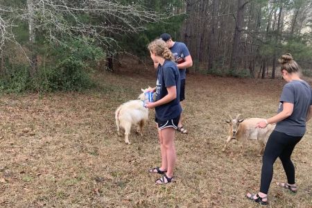 Goat Camp