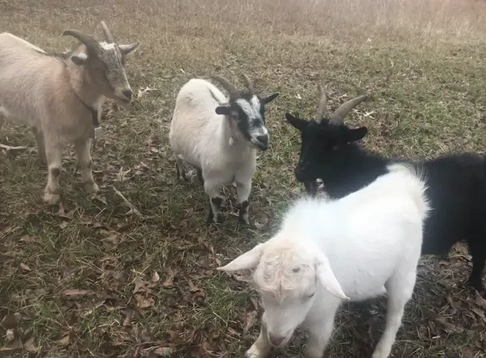Goat Camp 7