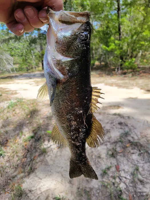 Mossy Oak Campground 5