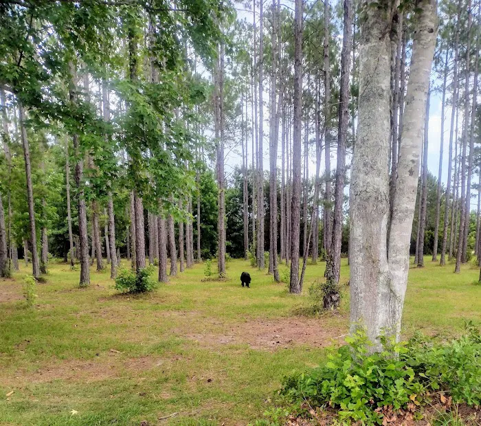 Horne Lake RV Resort 6