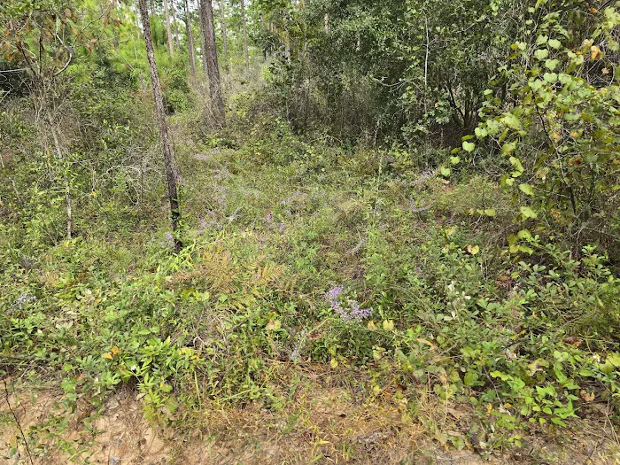Ocala National Forest RV Park on Sunrise Lake 8