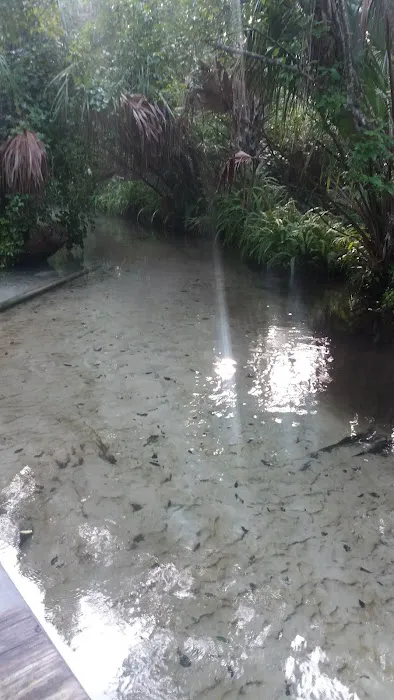 Juniper Springs Recreation Area 7