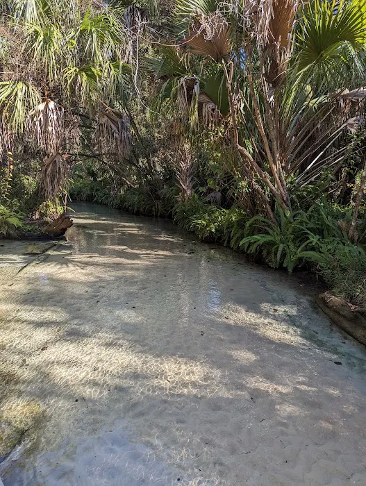 Juniper Springs Campground 8