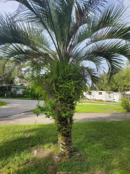 Live Oaks Mobile-Home Park 9