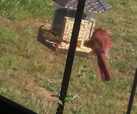 Peach Blossom Mobile Home Park