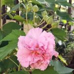 Shiloh Mobile Home Ranch