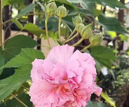 Shiloh Mobile Home Ranch