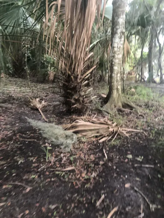 Lake George Barrs Hammock Campsite of St Johns River WMD 7