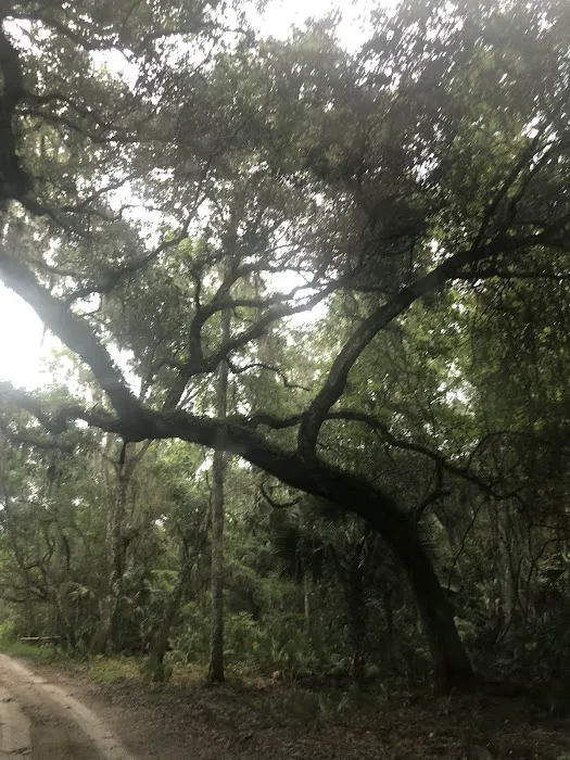 Lake George Barrs Hammock Campsite of St Johns River WMD 8