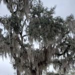 Fort Cooper Mobile Home Comm