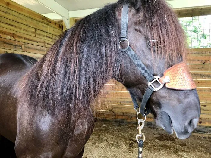 Black Horse Resort Ranch 10