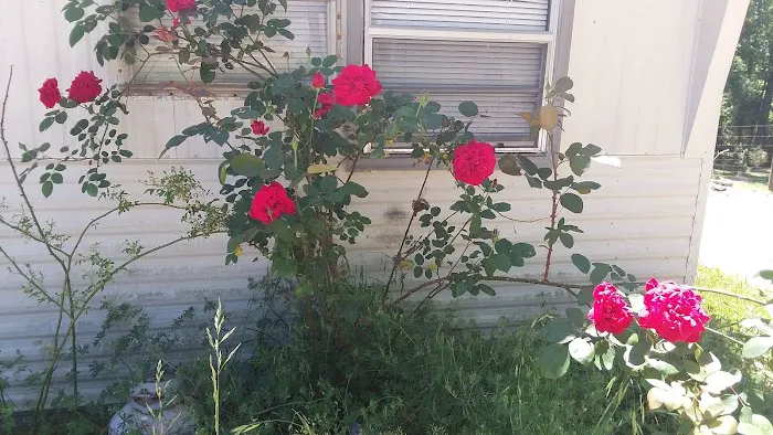 Pine Hills Mobile Home Park 4