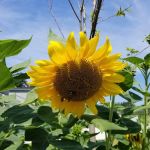 Fayette Mobile Home Park