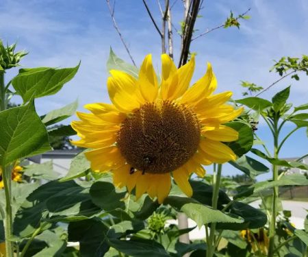 Fayette Mobile Home Park