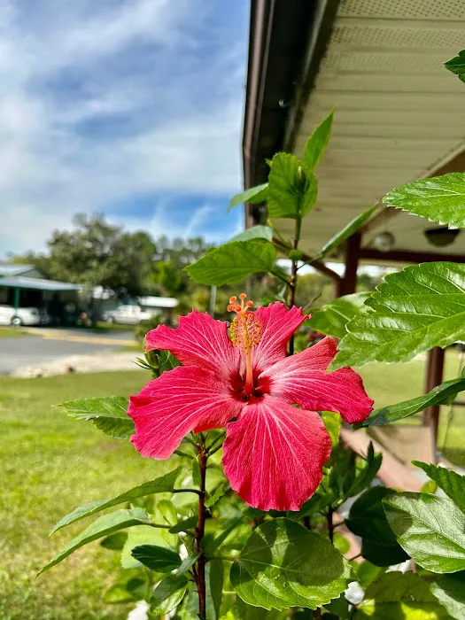 Southern Sun RV & Mobile Home Park 6