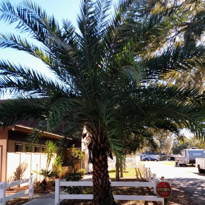 Ocala Forest Campground 5