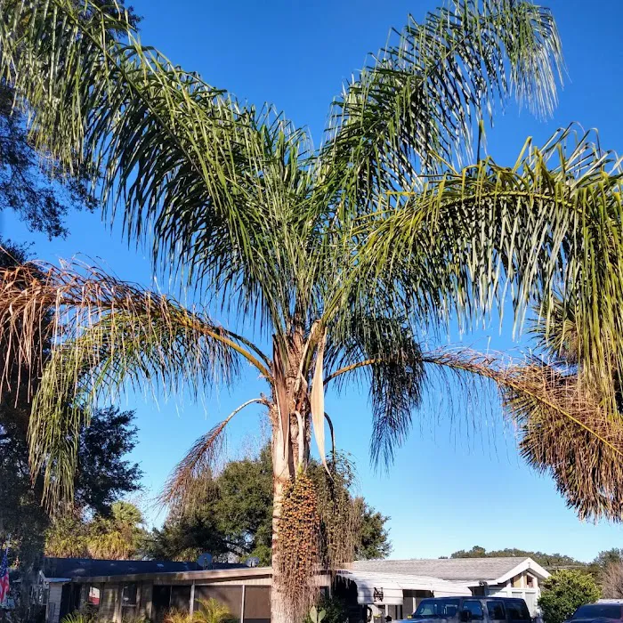 Ocala Forest Campground 10