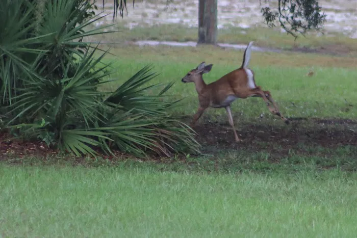 Deerhaven Campground 9
