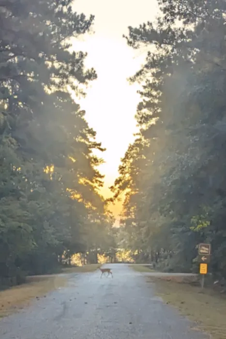 Clay Hill Campground 3