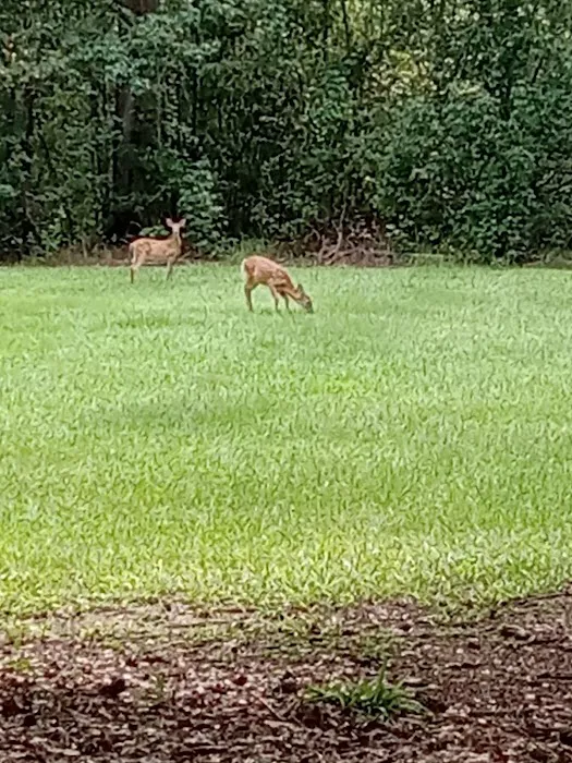 Hesters Ferry Campground 4
