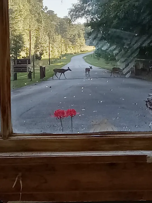 Hesters Ferry Campground 5