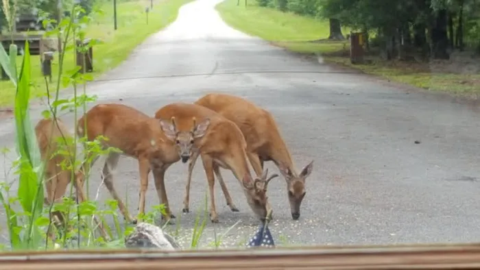 Hesters Ferry Campground 10