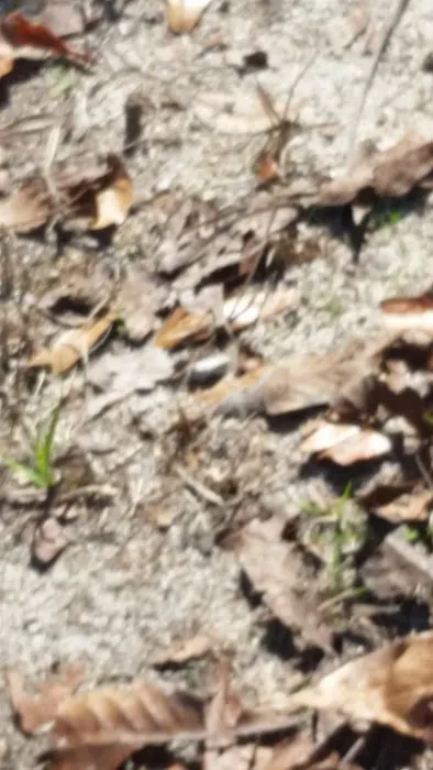 Mount Moriah Campgrounds 6
