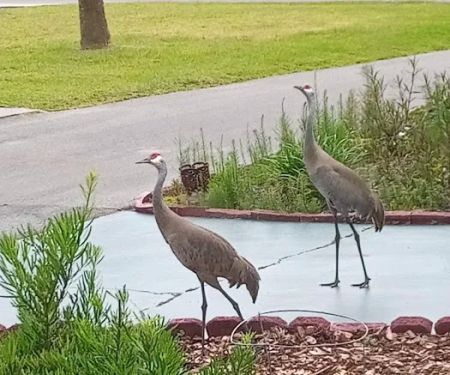 Country Club Manor Co-Op, Inc.