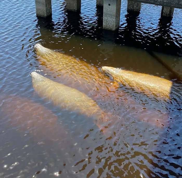 St. John's River Marina & RV Resort 9
