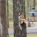 Campground #2, sites 28-40