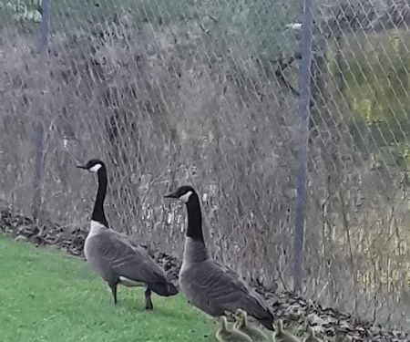 Green Acres Mobile Home Ests