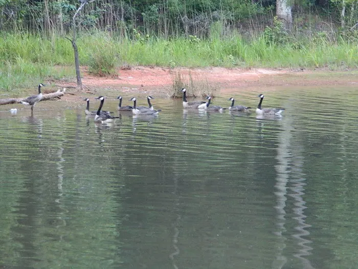 Calhoun Falls Campground 5