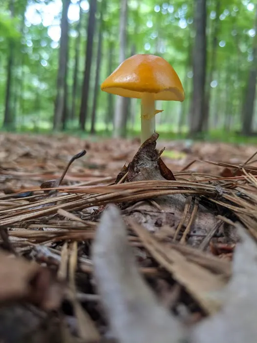 Parsons Mountain Lake Campground 5