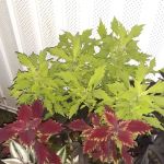 Nassau Woods Mobile Home Community.s w starts d g x vc are it.