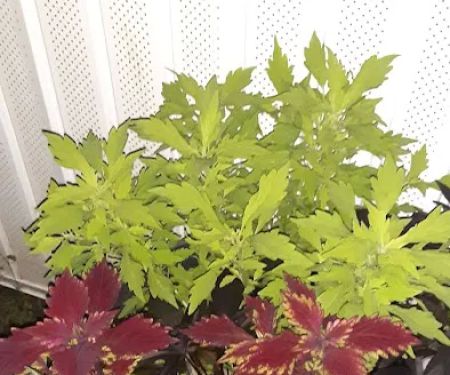 Nassau Woods Mobile Home Community.s w starts d g x vc are it.