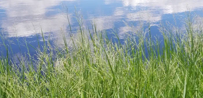 Holbrook Pond 4