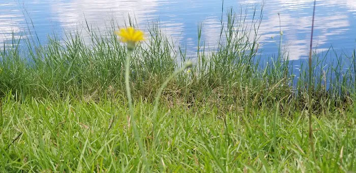 Holbrook Pond 7