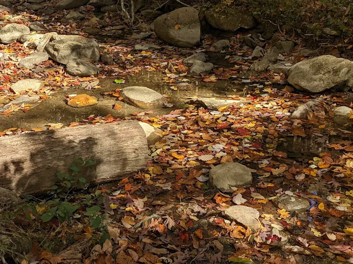 Lower Group Campground 2