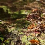 Lower Group Campground