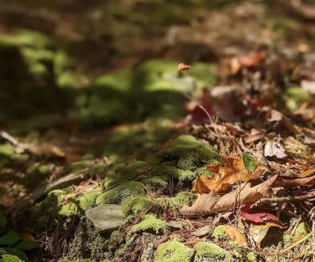 Lower Group Campground