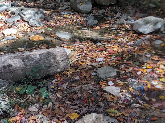 Lower Group Campground 7