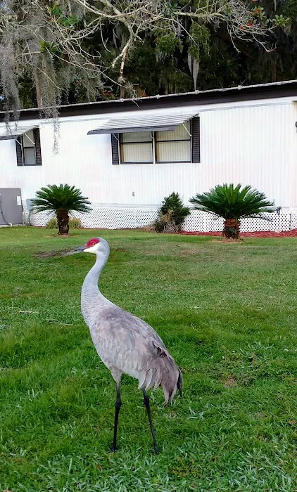Coachwood Colony 1